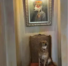 chien-chaise-rotin